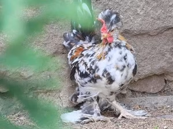 Chickens