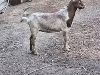 بز نر, بز — عکس 3