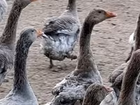 Geese — foto 2
