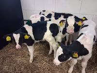Býk, Russian Black pied cattle — foto 3