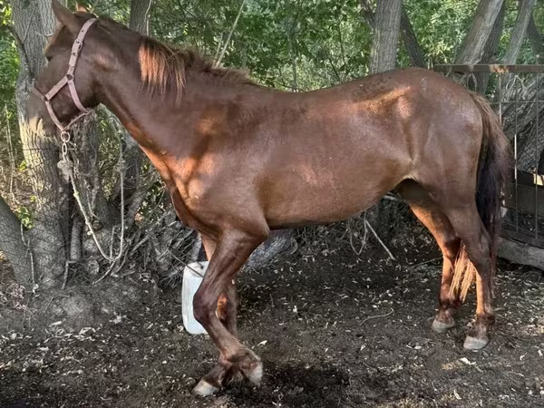 Faras, Kazakh horse