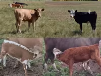 Toro, Simmental cattle — foto 3
