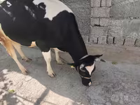 Cow, Russian Black pied cattle — photo 1