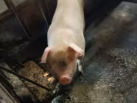 Locha, Świnie — zdjęcie 3