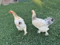 Chickens — Foto 2