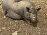 หมูป่าตัวผู้, Вьетнамская вислобрюхая — รูปภาพ 2