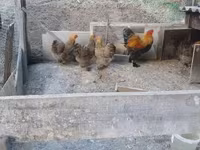 ብራህማ — ፎቶ 7