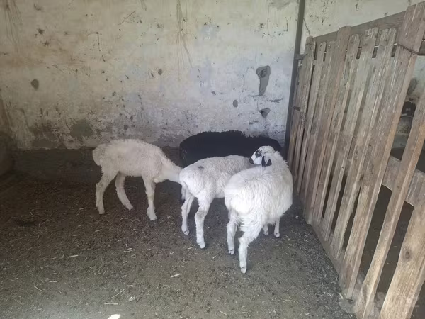 Sheep, Sheep — Uzbekistan