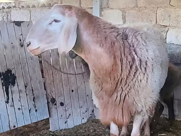گوسفند (گروه، جنسیت مشخص نشده), Arashan sheep — ازبکستان