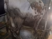 گائے, Simmental cattle — تصویر 4