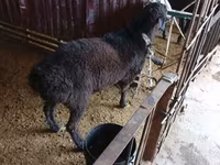 Koç, Hissar sheep — foto 1