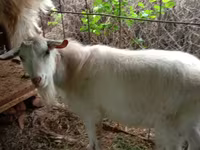 Ziegenbock, Saanen goat — Foto 4