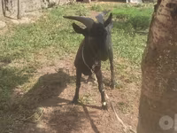 Κατσίκα, Murcia-Granada goats — φωτογραφία 8
