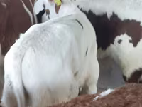 황소, Simmental cattle — 사진 5
