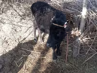 Vacă, Bovine — foto 2