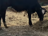 گاو ماده, Swiss cattle — عکس 4