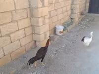 Chickens — sawirka 3