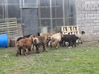 Ram, Rhon sheep — photo 4