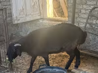 Vædder, Arashan sheep — foto 6