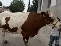 گاو ماده, Simmental cattle — عکس 5