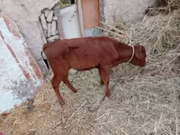 گاو ماده, گاو — عکس 3