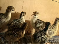Turkeys — fotografija 1