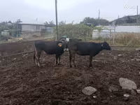 ላም, Cattle — ፎቶ 3