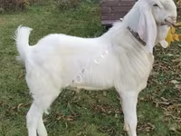 பெண் வெள்ளாடு, Nubian Goat — புகைப்படம் 4