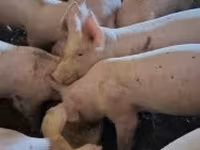 หมูป่าตัวผู้, หมู — รูปภาพ 1