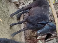 公羊, Blackheaded Persian sheep — 照片 3