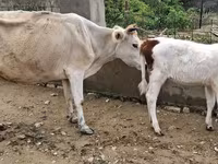 Sapi, Cattle — foto 3