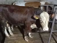Бух, Simmental cattle — 2 зураг