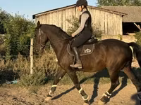 Pastuv, Nonius horse — fotografija 3