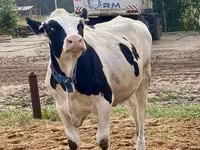 母牛, Holstein breed — 照片 5