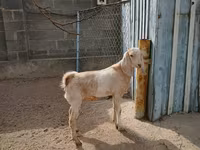 Koza, Kamori goats — zdjęcie 6