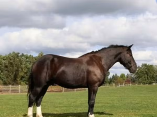 اسب نر, Percheron