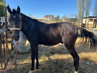 Cavalla, Cavalli — foto 1