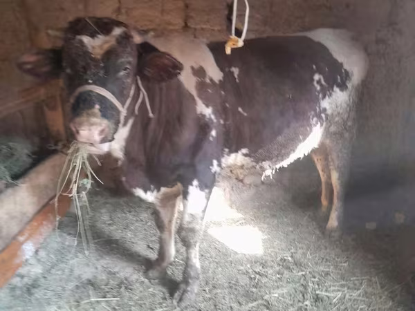 公牛, Russian Black pied cattle