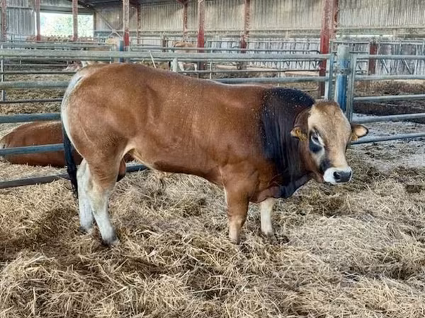 황소, Partenaise cattle