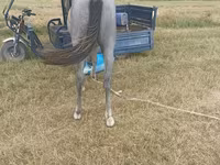 Άλογο, Thoroughbred horse — φωτογραφία 8
