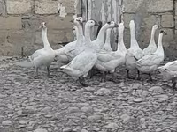 Geese — ፎቶ 1