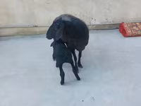 በጎች (ቡድን፣ ጾታ አልተጠቀሰም), Sheep — ፎቶ 2