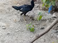 Chickens — 사진 3