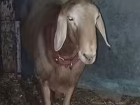 Beran, Arashan sheep — foto 5