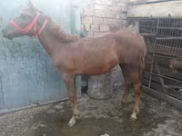 اسب نر, اسب — عکس 6