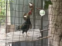 Chickens — zdjęcie 3