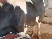 گاو نر, Russian Black pied cattle — عکس 4