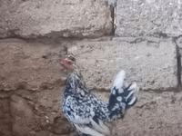 Chickens — รูปภาพ 2