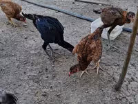 Chickens — zdjęcie 3