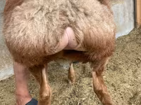 Bagge, Arashan sheep — foto 5
